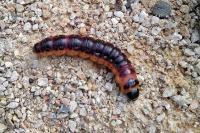 Cossus cossus