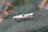 Yponomeuta plumbella