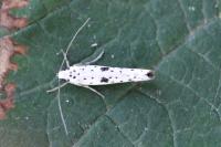 Yponomeuta plumbella