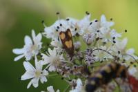 Pammene aurana