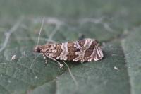 Celypha rivulana