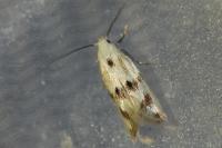 Elachista maculicerusella