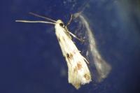 Elachista maculicerusella