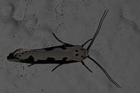 Ethmia bipunctella