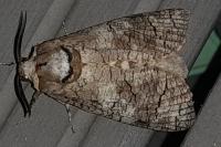 Cossus cossus