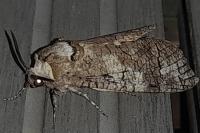 Cossus cossus