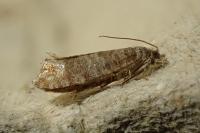 Clavigesta sylvestrana