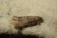 Clavigesta sylvestrana