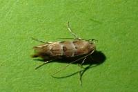 Phyllonorycter trifasciella
