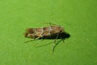 Phyllonorycter trifasciella