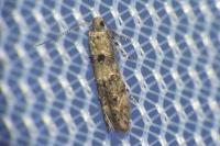 Sorhagenia