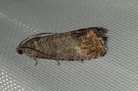 Cydia pomonella