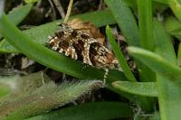 Aterpia anderreggana