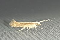 Plutella xylostella