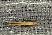 Plutella xylostella