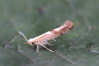 Argyresthia pruniella
