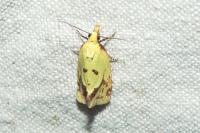 Agapeta hamana