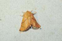 Apoda limacodes