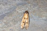 Mompha idaei