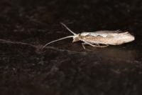 Plutella xylostella