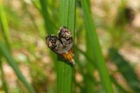 Tebenna bjerkandrella