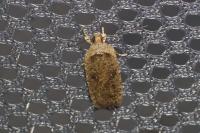 Agonopterix ciliella/heracliana