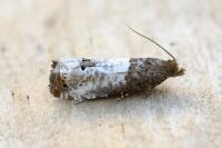 Notocelia roborana