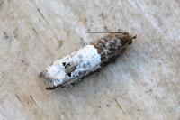 Notocelia roborana