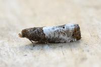 Notocelia roborana