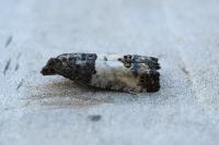 Spilonota ocellana