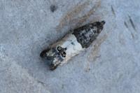Spilonota ocellana