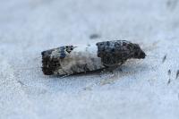 Spilonota ocellana