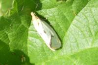 Agapeta hamana