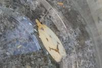 Agapeta hamana