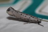 Yponomeuta sedella