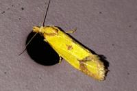 Agapeta zoegana