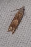 Eucosma conterminana