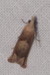 Eucosma conterminana