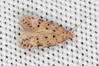 Pseudotelphusa occidentella