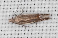 Sophronia humerella