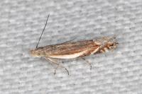 Sophronia humerella