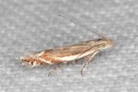Sophronia humerella
