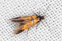 Schiffermuelleria schaefferella
