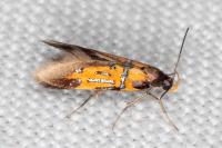 Schiffermuelleria schaefferella