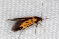 Schiffermuelleria schaefferella