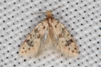 Eumasia parietariella