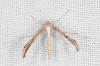 Emmelina monodactyla