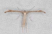 Emmelina monodactyla