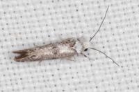 Paraswammerdamia albicapitella