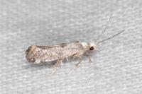 Paraswammerdamia albicapitella
